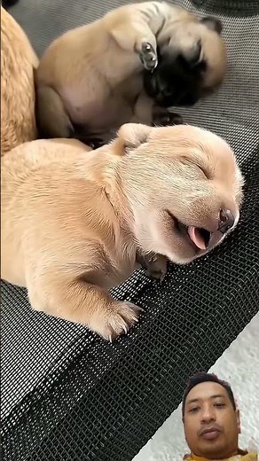 Anjing yang imut dan lucu #cute #animals #anjing #dog #puppy