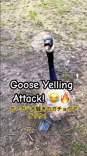 Goose Yelling Attack! 😂🔥 ガーガー大騒ぎのガチョウアタック！🪿💥