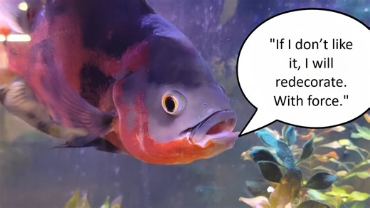 Moving My Pleco - 11/21/2025