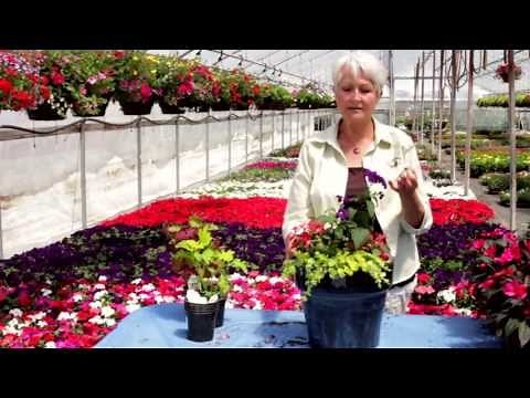 Fred Meyer -- Planting Your Shade Planter