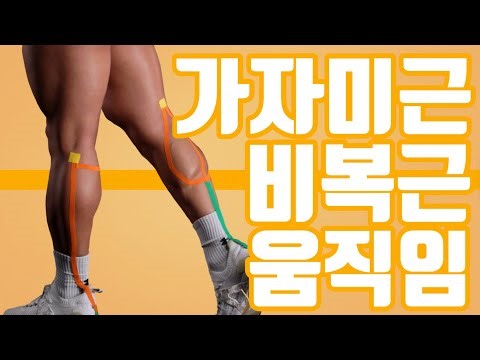 [EP.4]비복근 가자미근 움직임/종아리 운동/근육의 움직임 /웨이트 트레이닝 (기시점,정지점)