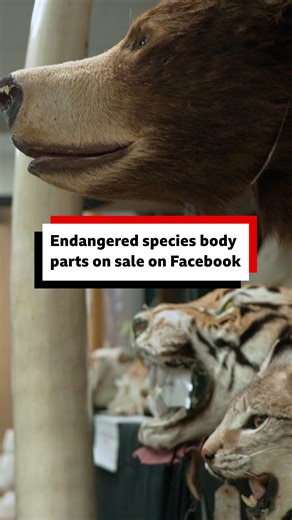 Endangered species, including tiger body parts, shark fins and pangolin scales, are being offered for sale on Facebook, BBC News has found. More here: https://bbc.in/4rTjCqK | BBC Surrey