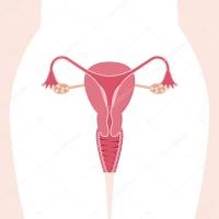 El sistema reproductor femenino y sus partes