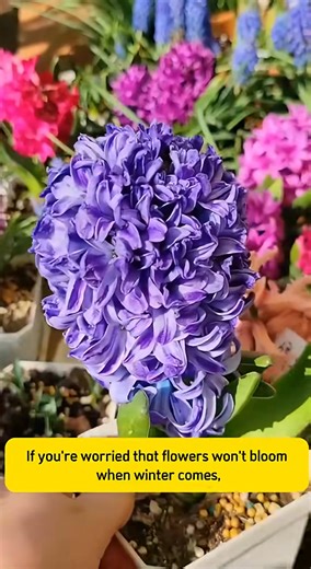 Beautiful flower | Amber Lynn Sysel-Lodge