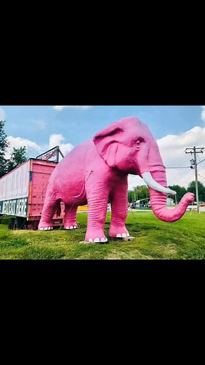 Every day is National Elsie Day here at The Pink Elephant Antique Mall . Stop in and check out selecting of not so pink elephants too. We had one break over the weekend 😔 | The Pink Elephant Antique Mall
