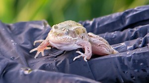 Endangered northern leopard frogs hop back into the wild