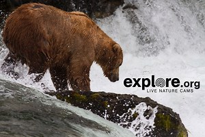 WATCH: Bear Cam at Katmai National Park & Preserve in Alaska