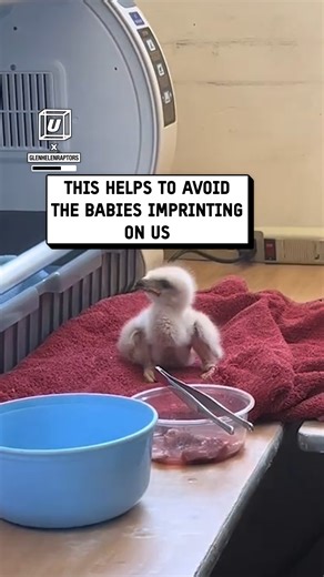 This might look weird... but it could save a hawk’s life in the wild! 🦅🧤😮 | UNILAD