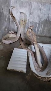 Tolongg boyott #jangkauan | Rada MA