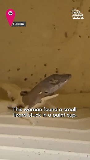 98K views · 2K reactions | That's a stroke of good luck! 年️ #Lizard #Reptiles #AnimalRescue | The Pet Collective | Facebook