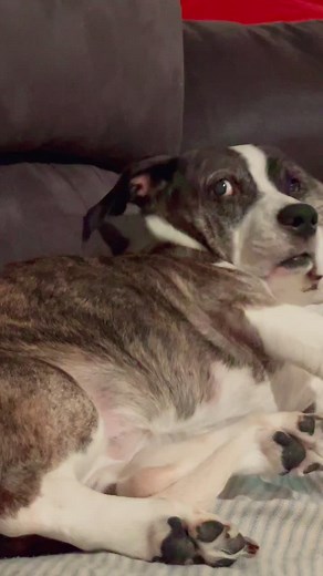 It’s still surreal sad 😞 🌈 #rainbowbridge #dog #seniordog #dogsoftiktok #sheesh #free #fyp