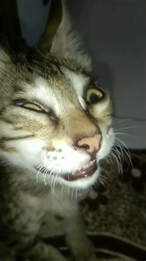 Humans👩🏻👦🏻 Funny😅 Activities 🤸🏻🛴 and Funny😅, Shocked😮 React Cat🐈, Dog🐕. #funny #viral #trending