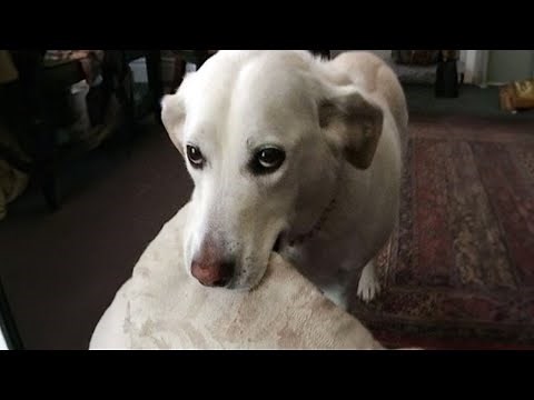 I bought this dog from Aliens Funniest Dog Ever!