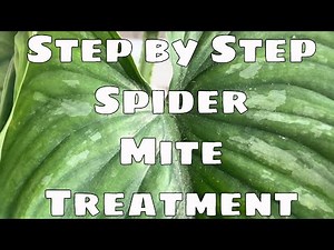 Step by step How to Get Rid of Spider Mites on House Plants Organic Spider Mite Treatment Neem OIl
