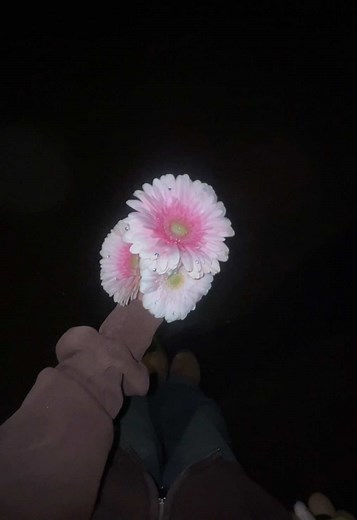 ガーベラの花言葉で伝える愛のメッセージ