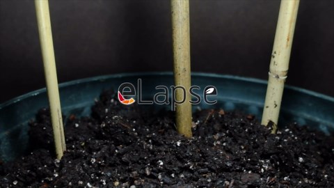 Burr gherkin maroon cucumber time lapse - seed to fruit (89 days)