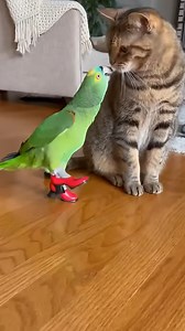 61K views · 2.2K reactions | New shoes, new style, cat impressed 列 Chirpo puts on shoes, cat approves 列 #funnyparrot #talkingparrot | Heaven on Earth | Facebook