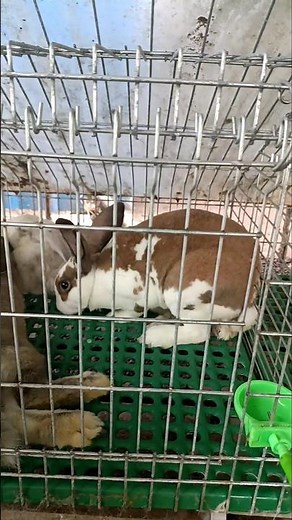 2 Females. 1 Male. 1 Cage… What Happens Next?! 👀