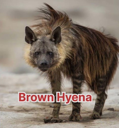 Types of Hyenas