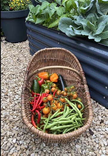 Backyard Garden Harvest: Zucchini, Peppers, Cucumber & Tomatoes