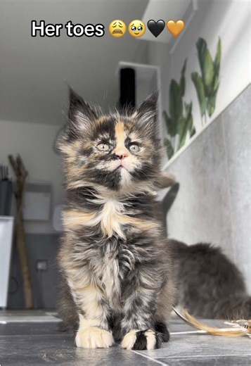 Torties for the win!! 😍 #mainecoon #cats #kittens | mainecoon cat