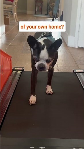 Keep Your Dog Fit with the Ultimate Dog Treadmill! | 2025