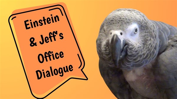 42K views · 2.4K reactions | Einstein and Jeff are having a fascinating conversation filled with numbers, animal sounds, food, and colors! Watch as Einstein showcases his impressive counting skills, mimics animal sounds, and adds a touch of humor to the day. From identifying colors to playful banter, this dynamic duo brings a smile to your face. It's so very educational! | Einstein the Talking Texan Parrot | Facebook