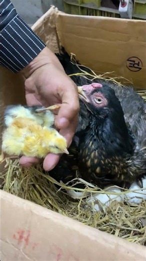 Sad moment ! Mother hen hatched dead baby chicken