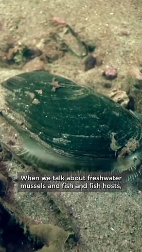 24K views · 292 reactions |  Curious about life beneath the waves of the Ottawa River? How do mussels reproduce? Join researcher, André Martel, Ph. D. as he delves into his research all about aquatic ecosystem health and biodiversity. To learn more about the Ottawa River ecosystems, follow the link  https://youtu.be/ZyHE3Pu1tGc?si=zjPAzCu2p087SXSo #WorldRiversDay #FieldWork #AquaticEcosystems #OttawaRiver | Canadian Museum of Nature | Facebook
