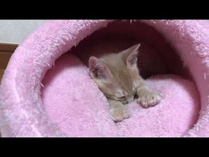 ふみふみしながら寝てしまう子猫がかわいい the kitten who falls asleep with doing “fumifumi“ is so cute.