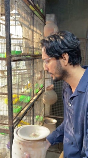 Fawn Java Breeding Formula