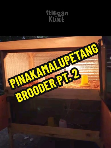 PINAKA MALUPETANG BROODER UPDATE! 2 storey brooder with heat, auto feeder and waterer #brooder #chickenhouse #farminglife #backyardfarm #hatchingeggs #chicks #chicken #incubator