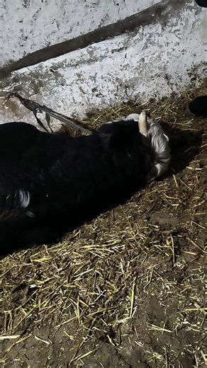 Vidéos de charef butcher💪👊 (@charef.butcher) avec son original - Cheb Ali Mdjadji oficiel