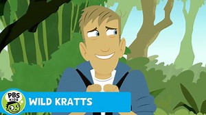 WILD KRATTS | Jungle Adventure | PBS KIDS