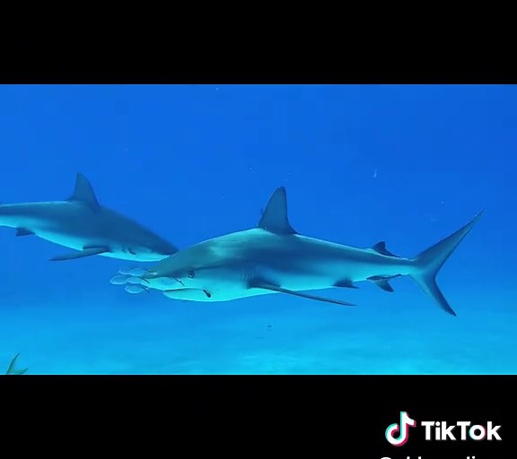 Exploring Sharks in the Bahamas: A Scuba Diving Adventure