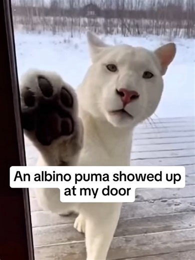 Puma Albino Rescue: A Wholesome Family Journey