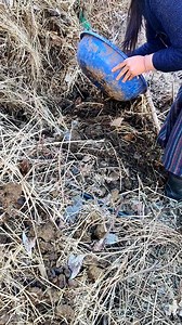 Gobar dalne ka kam || kenchu (earthworms ) ki benefits #cowdung #organic #farming #farmer #earthwarms | Shilpa Thakur