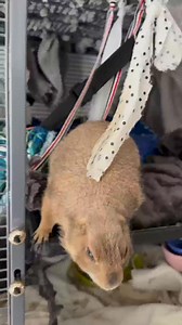 #poppyprairiedog #prairiedog #sundayfunday #pet #love #best #cute #CM #dog #man #fyp | Poppy Prairie Dog