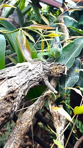 Caterpillars hate to see a Veiled Chameleon coming 👀 With a tongue that can extend to over twice his body length at rapid speed, often prey won’t even see Pickles before he strikes! 📸 Keeper Bronte | Perth Zoo