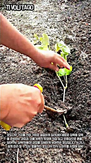 간단한 포도나무 번식 및 삽목 방법 #worker #process #grape #gardening #planting