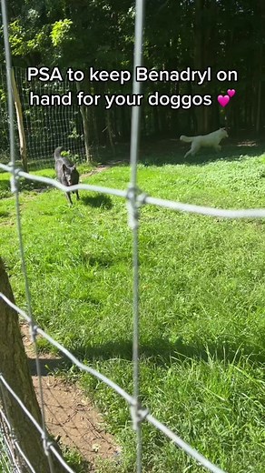 Bee Stings and Dogs: How to Treat Your Pet