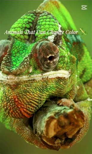 Animals that change color to hide and survive. Watch amazing camouflage in nature! #facts