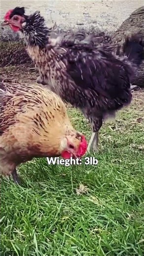 Icelandic Chickens - Chicken Breeds 101 - JJCentral 056