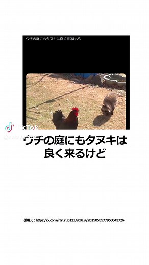 好奇心旺盛なたぬきの庭の訪問
