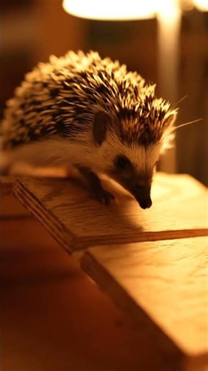 Hedgehog climbs the ramp like it’s a big mission 🦔🪵