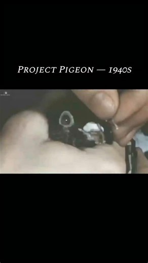 old world Archive on Instagram: "Project Pigeon — 1940s During World War II, American psychologist B.F. Skinner developed a strange but real experiment known as Project Pigeon. The idea was to train pigeons to recognize and track enemy targets on a screen, guiding bombs with remarkable accuracy. Although the birds performed surprisingly well in tests, the project was never used in real combat. As electronic guidance systems advanced, the military abandoned the idea, and the project was officiall