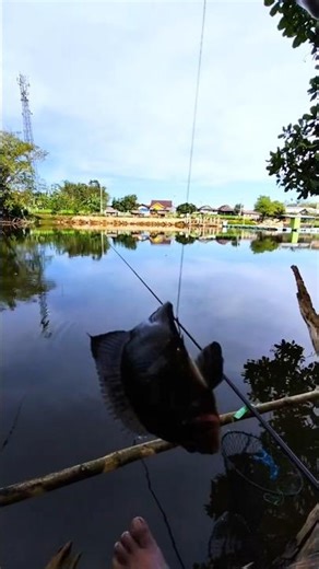 Strike! Catching a Fiery Black Red Devil.