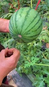 14K reactions · 98 shares | Watermelon  farming | Zortrax Agriculture Corporation | Facebook