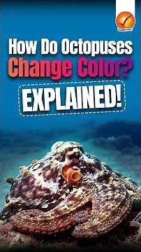 How Do Octopuses Change Color? Explained!