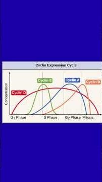 Cell cycle check points #biology #science #biochemistry #cellcycle #checkpoints #science